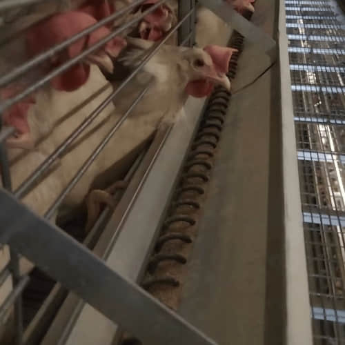 Feeding Auger Spring for Poultry Feeding System | Manufacturer